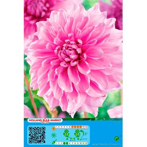 Dahlie Lavender Perfection interface.art Bild 1 Dahlie Lavender Perfection interface.image 1 interface.art 76421