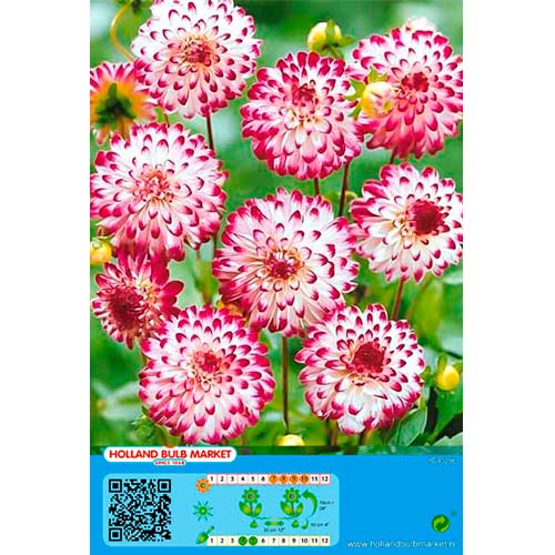 Dahlie Little Robert interface.art Bild 1 Dahlie Little Robert interface.image 1 interface.art 76422