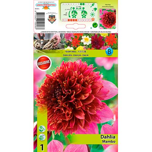 Dahlie Mambo interface.art Bild 1 Dahlie Mambo interface.image 1 interface.art 76214