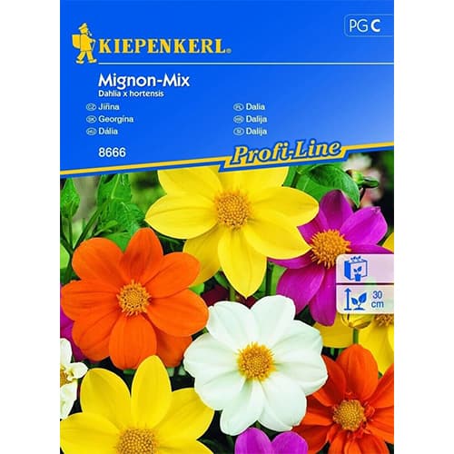 Dahlie Mignon - Mischung interface.art Bild 1 Dahlie Mignon - Mischung interface.image 1 interface.art 96525