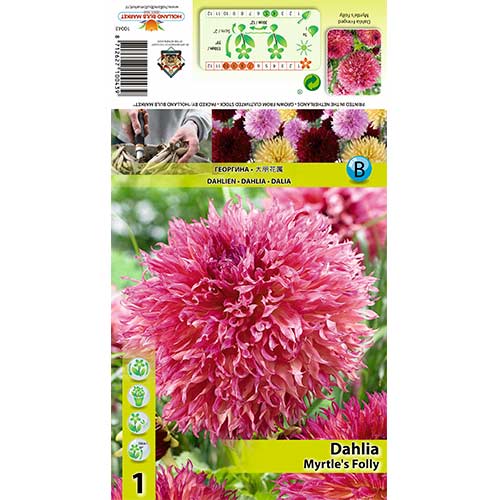 Dahlie Myrtle’s Folly interface.art Bild 1 Dahlie Myrtle’s Folly interface.image 1 interface.art 70482