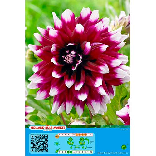 Dahlie Mystery Day interface.art Bild 1 Dahlie Mystery Day interface.image 1 interface.art 76425