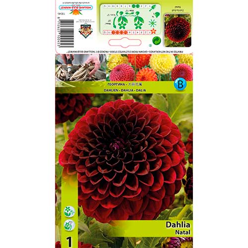 Dahlie Natal interface.art Bild 1 Dahlie Natal interface.image 1 interface.art 76568