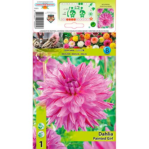 Dahlie Painted Girl interface.art Bild 1 Dahlie Painted Girl interface.image 1 interface.art 76574