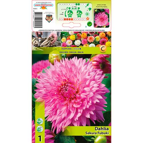 Dahlie Sakura Fubuki interface.art Bild 1 Dahlie Sakura Fubuki interface.image 1 interface.art 76221