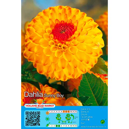 Dahlie Sunny Boy interface.art Bild 1 Dahlie Sunny Boy interface.image 1 interface.art 76429