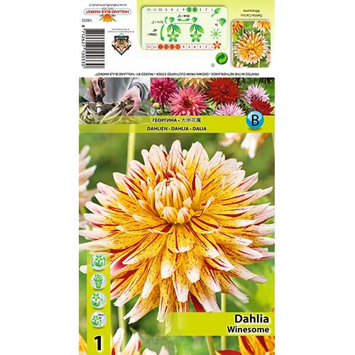 Dahlie Winesome interface.art Bild 1 Dahlie Winesome interface.image 1 interface.art 70481