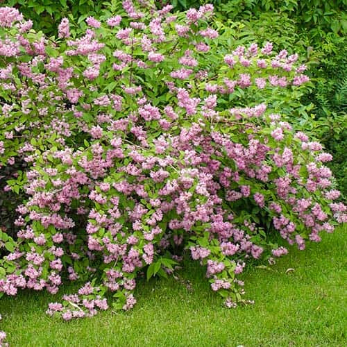 Deutzia hybrida Strawberry Fields, С2 interface.art Bild 1 Deutzia hybrida Strawberry Fields, С2 interface.image 1 interface.art 7768