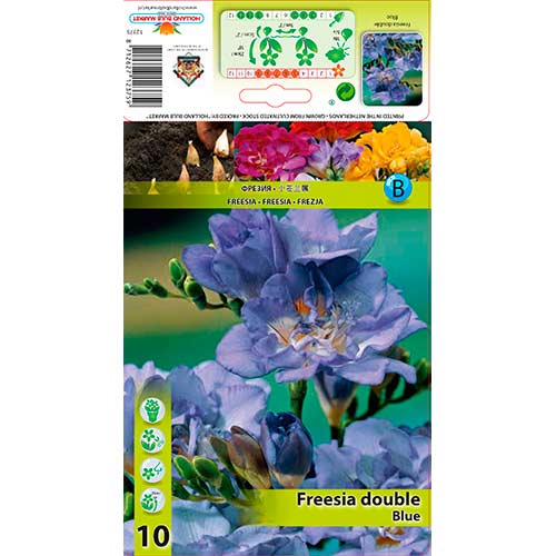 Doppelte Freesie blau interface.art Bild 1 Doppelte Freesie blau interface.image 1 interface.art 76234