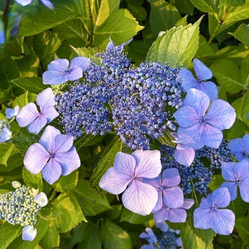 Gartenhortensie Libelle, C2 interface.art Bild 1 Gartenhortensie Libelle, C2 interface.image 1 interface.art 4729