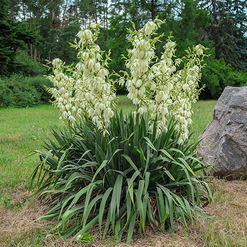 Fädige Palmlilie (Yucca Filamentosa) interface.art Bild 1 Fädige Palmlilie (Yucca Filamentosa) interface.image 1 interface.art 76366
