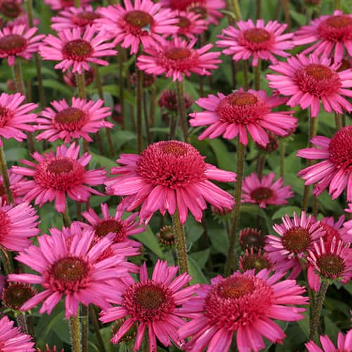 Echinacea Delicious Candy, С2 interface.art Bild 1 Echinacea Delicious Candy, С2 interface.image 1 interface.art 7769