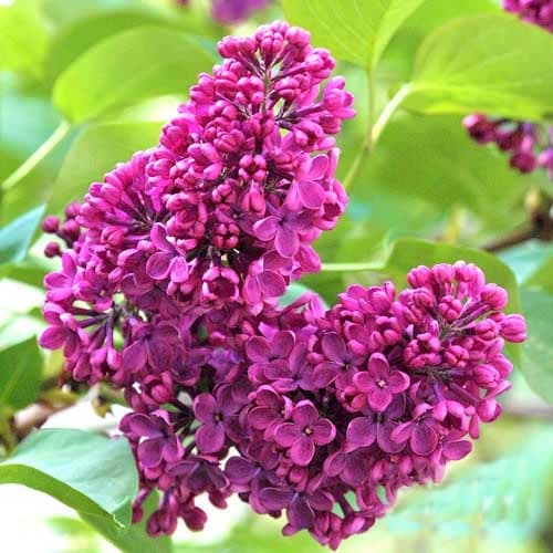 Edelflieder Charles Joly interface.image 1 interface.art 9096