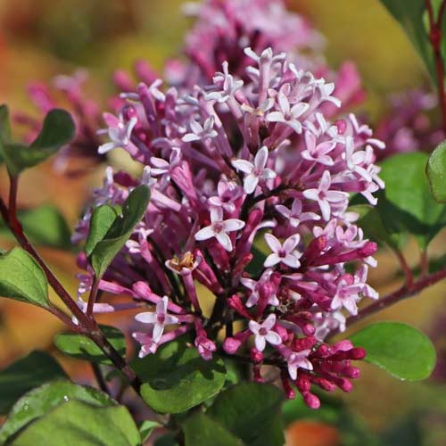 Edelflieder Red Pixie, C2 interface.image 1 interface.art 4803