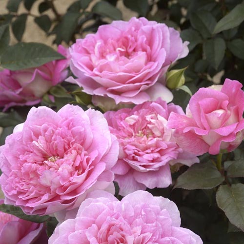 Edelrose Rosa Borneo Odore®, C5 interface.art Bild 1 Edelrose Rosa Borneo Odore®, C5 interface.image 1 interface.art 6157