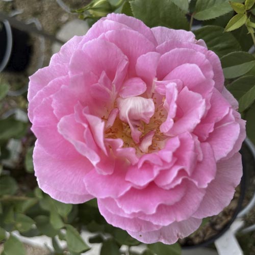 Edelrose Rosa Borneo Odore®, C5 interface.art Bild 2 Edelrose Rosa Borneo Odore®, C5 interface.image 2 interface.art 6157
