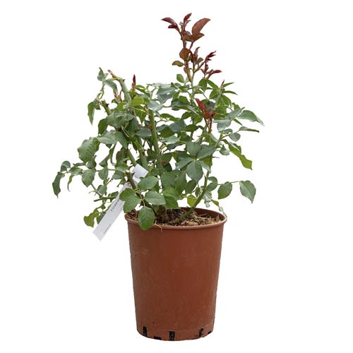 Edelrose Rosa Borneo Odore®, C5 interface.art Bild 3 Edelrose Rosa Borneo Odore®, C5 interface.image 3 interface.art 6157