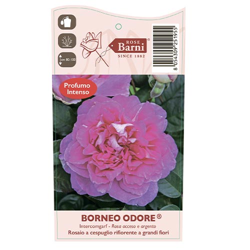 Edelrose Rosa Borneo Odore®, C5 interface.art Bild 4 Edelrose Rosa Borneo Odore®, C5 interface.image 4 interface.art 6157