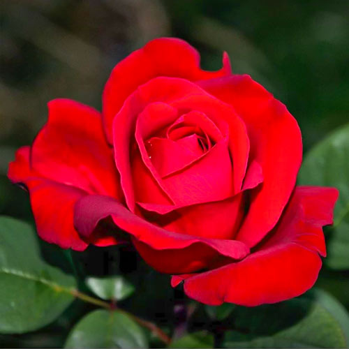 Edelrose Rosa Fulgurante interface.art Bild 1 Edelrose Rosa Fulgurante interface.image 1 interface.art 6133