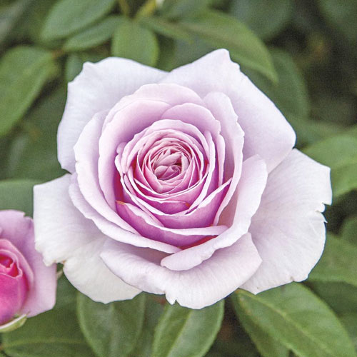 Edelrose Rosa Pacific Blue®, C5 interface.art Bild 1 Edelrose Rosa Pacific Blue®, C5 interface.image 1 interface.art 6161