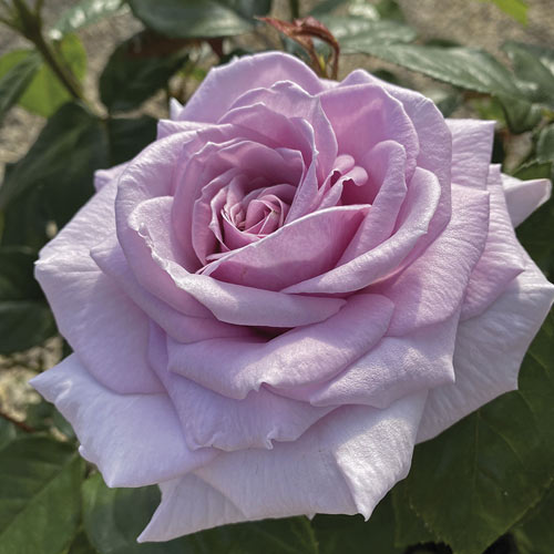 Edelrose Rosa Pacific Blue®, C5 interface.art Bild 2 Edelrose Rosa Pacific Blue®, C5 interface.image 2 interface.art 6161