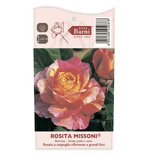 Edelrose Rosa Rosita Missoni®, C5 interface.art Bild 4 Edelrose Rosa Rosita Missoni®, C5 interface.image 4 interface.art 6163