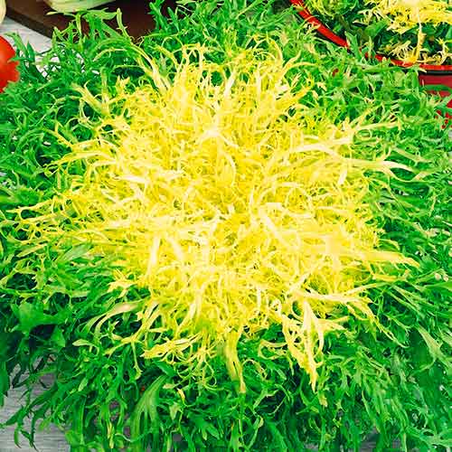 Endivie Avantgarde interface.image 1 interface.art 96611