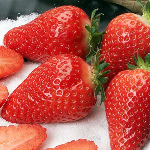 Erdbeeren Alba interface.art Bild 1 Erdbeeren Alba interface.image 1 interface.art 5391