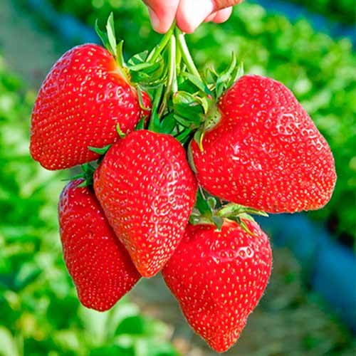 Erdbeeren Darselect interface.art Bild 1 Erdbeeren Darselect interface.image 1 interface.art 5397