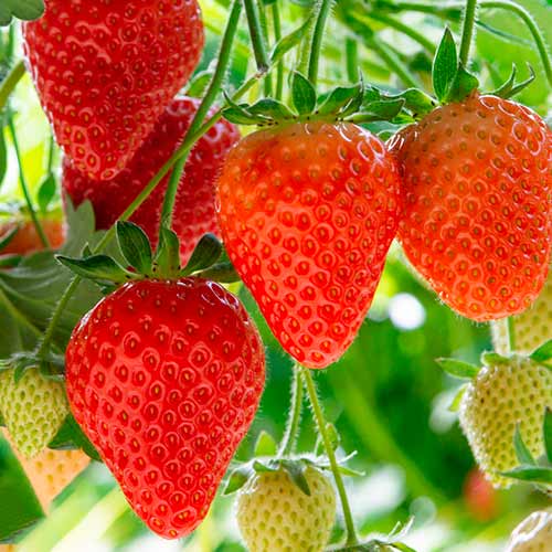 Erdbeeren Elegance interface.art Bild 1 Erdbeeren Elegance interface.image 1 interface.art 5193