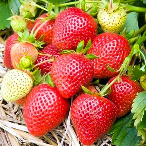 Erdbeeren Elianny interface.art Bild 1 Erdbeeren Elianny interface.image 1 interface.art 5398
