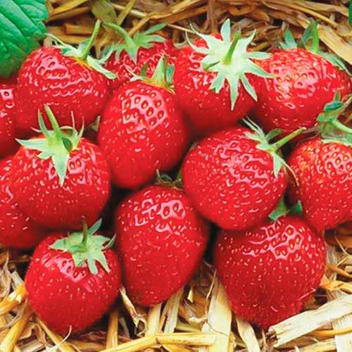 Erdbeeren Elsanta interface.art Bild 1 Erdbeeren Elsanta interface.image 1 interface.art 5399
