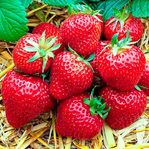 Erdbeeren Florence interface.art Bild 1 Erdbeeren Florence interface.image 1 interface.art 5400
