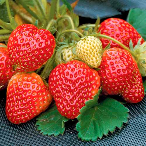 Erdbeeren Honeoye interface.art Bild 1 Erdbeeren Honeoye interface.image 1 interface.art 5402