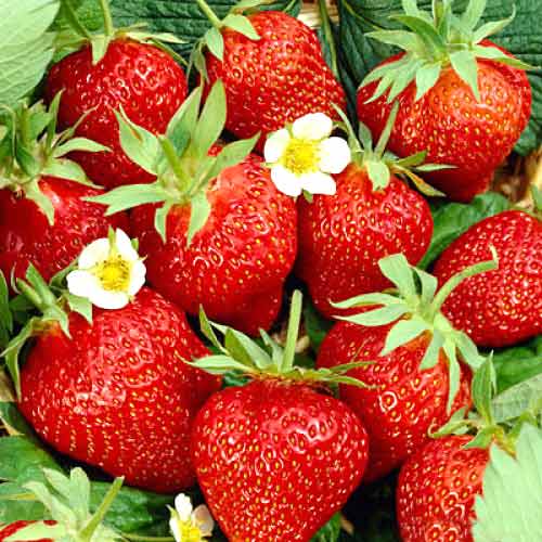 Erdbeeren Kimberly interface.art Bild 1 Erdbeeren Kimberly interface.image 1 interface.art 5403