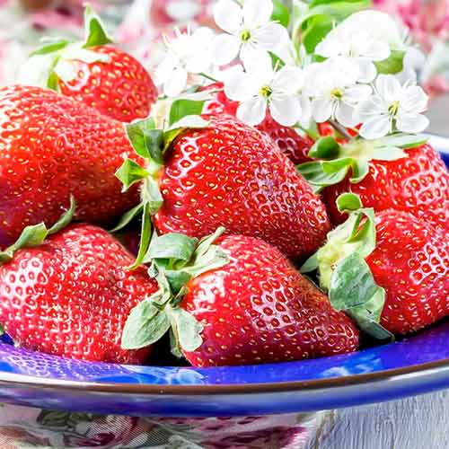 Erdbeeren Korona interface.art Bild 1 Erdbeeren Korona interface.image 1 interface.art 15831