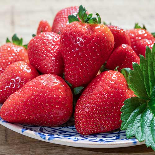 Erdbeeren Lambada interface.art Bild 1 Erdbeeren Lambada interface.image 1 interface.art 5405