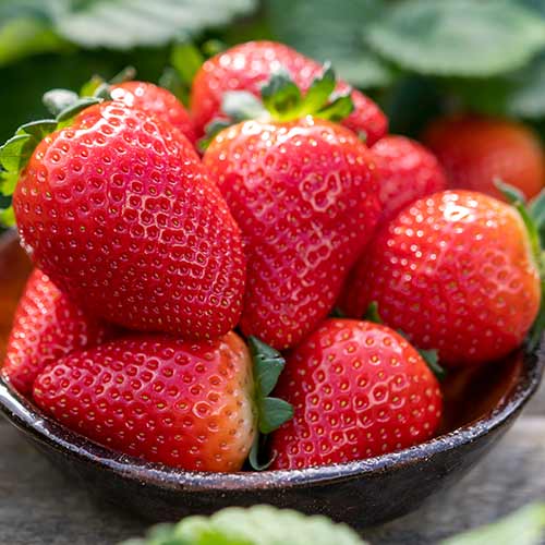 Erdbeeren Lauretta interface.art Bild 1 Erdbeeren Lauretta interface.image 1 interface.art 5198