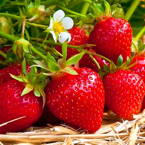Erdbeeren Ostara interface.art Bild 1 Erdbeeren Ostara interface.image 1 interface.art 5408