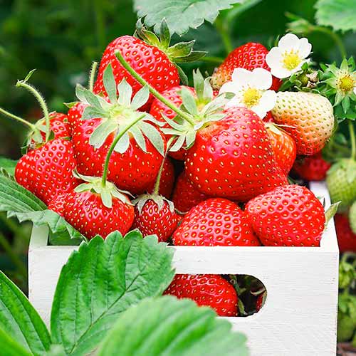 Erdbeeren Romina interface.art Bild 1 Erdbeeren Romina interface.image 1 interface.art 1585_1