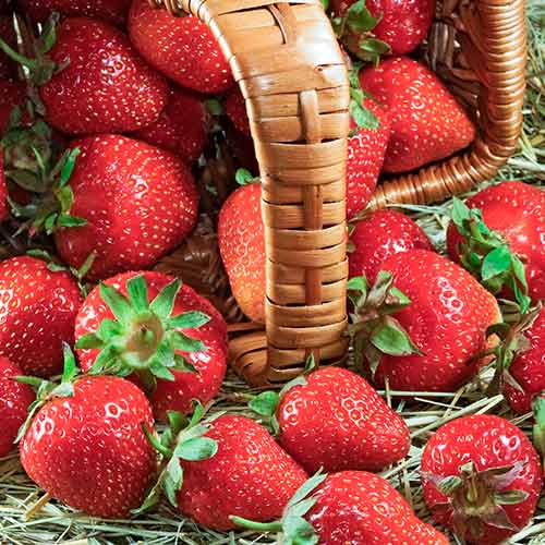 Erdbeeren Senga Sengana interface.art Bild 1 Erdbeeren Senga Sengana interface.image 1 interface.art 5412