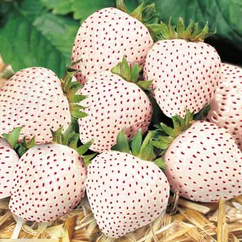 Erdbeeren Snow White interface.image 1 interface.art 5203