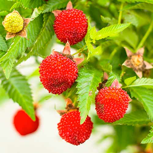 Erdbeerhimbeere interface.image 1 interface.art 9602