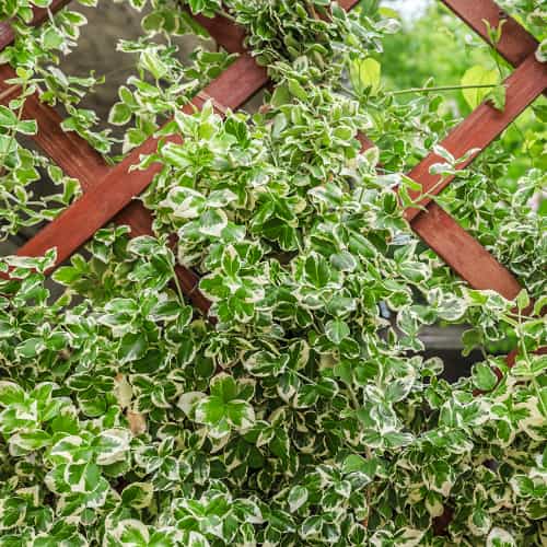 Euonymus fortunei Silver Queen, С2 interface.art Bild 1 Euonymus fortunei Silver Queen, С2 interface.image 1 interface.art 7772