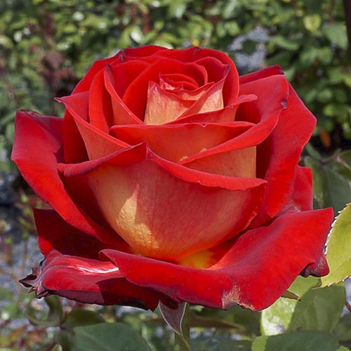 Edelrose Rosa Bicolette interface.image 1 interface.art 2106