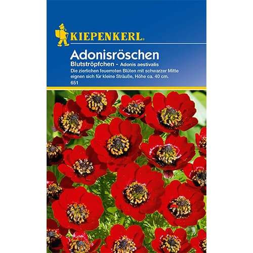 Adonisröschen Blutströpfchen interface.art Bild 1 Adonisröschen Blutströpfchen interface.image 1 interface.art 77396