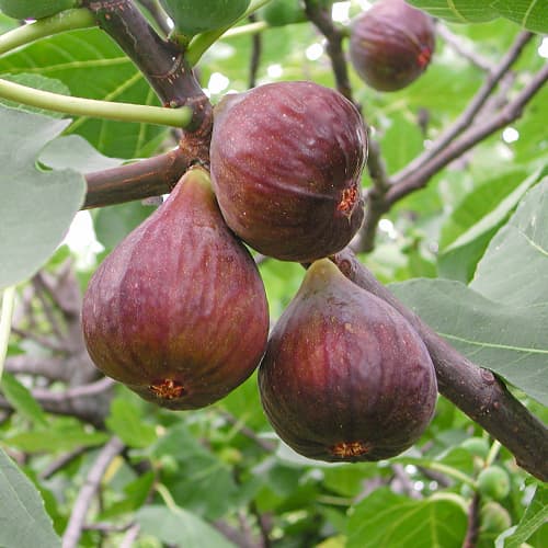 Feigenbaum Morena, С2 interface.image 1 interface.art 5455