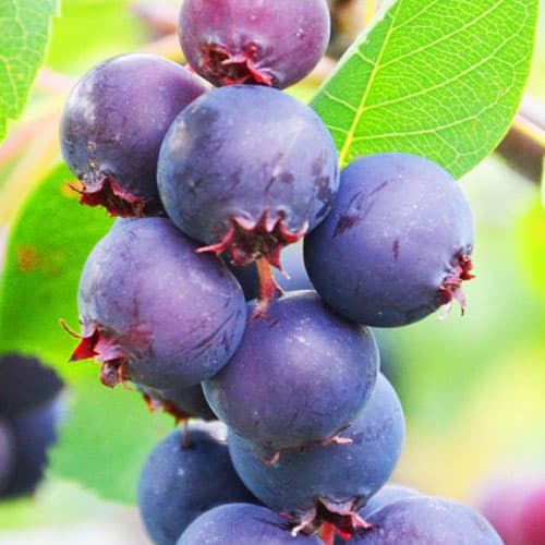 Felsenbirne Smoky interface.image 1 interface.art 9332