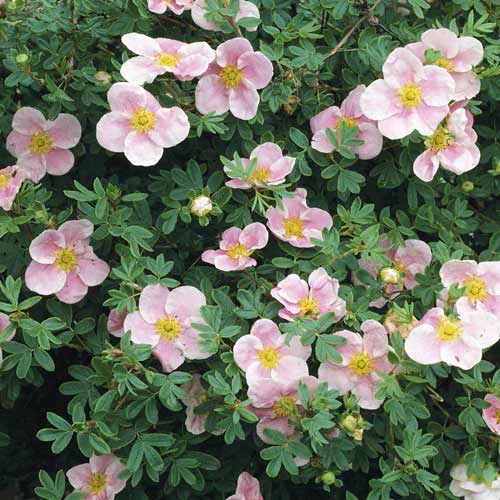 Fingerstrauch Princess, C2 interface.image 1 interface.art 8569