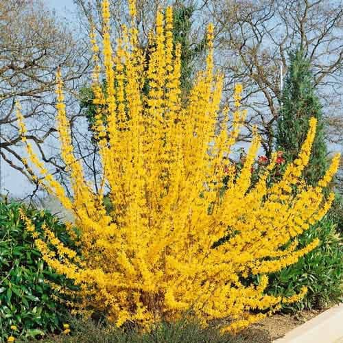 Forsythia intermedia Golden Times, С2 interface.art Bild 1 Forsythia intermedia Golden Times, С2 interface.image 1 interface.art 7773